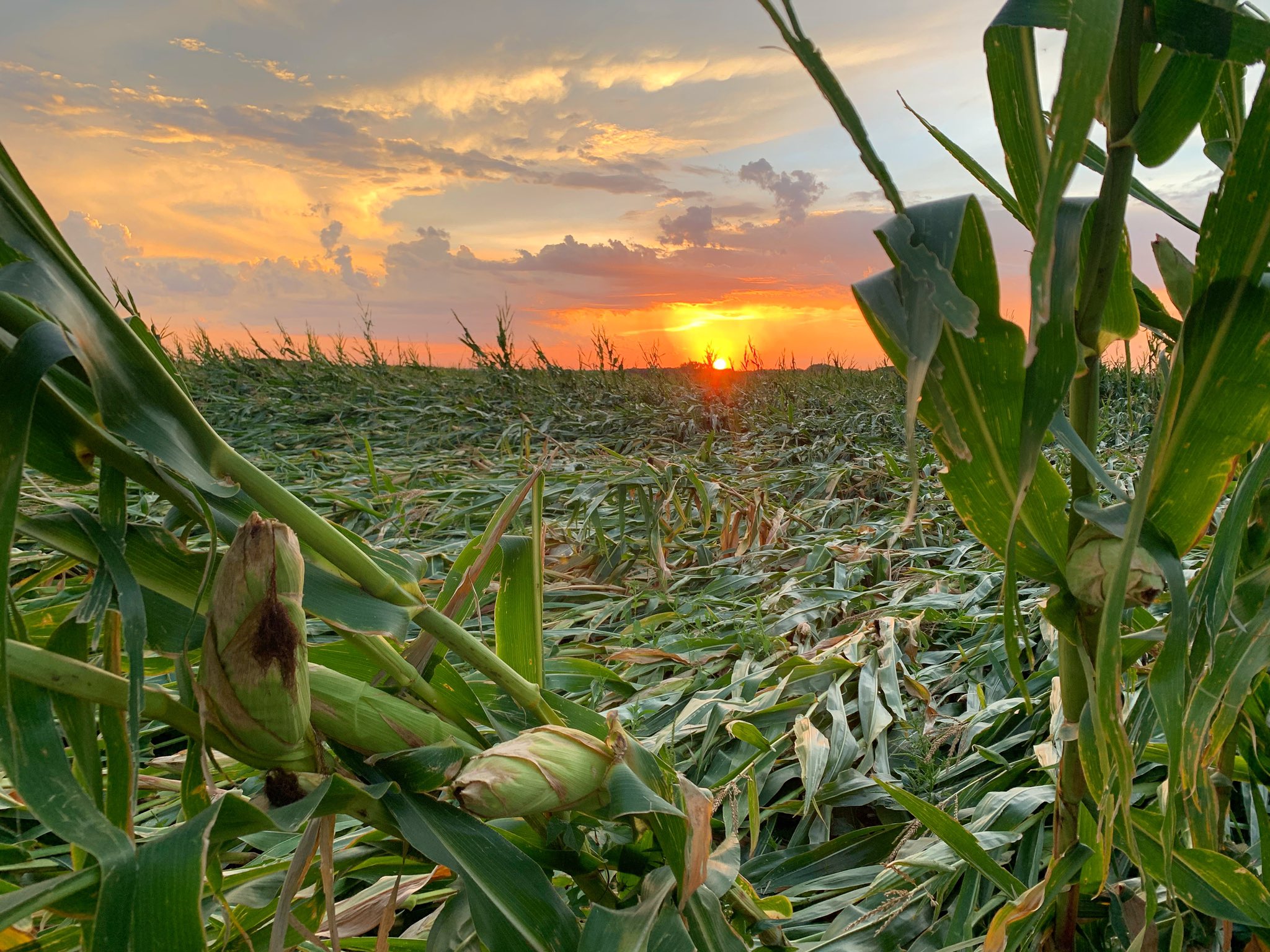 A field of crops is almost completely leveled due to tornado damage.